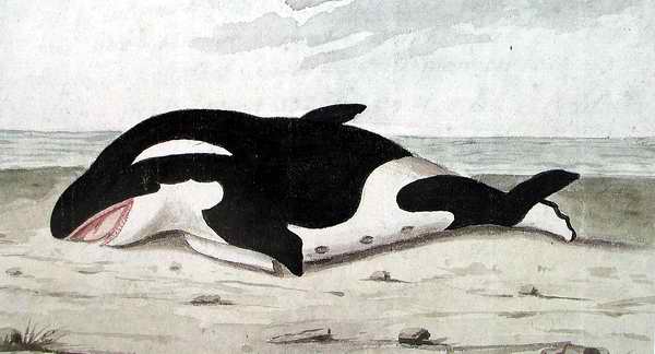 orka op het strand van Domburg, 1783
